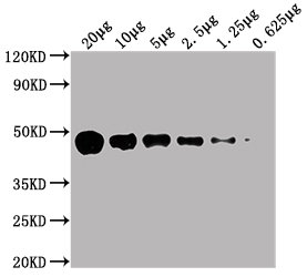 ENO1 Monoclonal Antibody