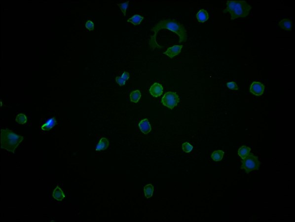 ENO1 Monoclonal Antibody