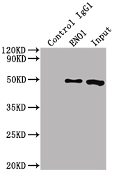 ENO1 Monoclonal Antibody