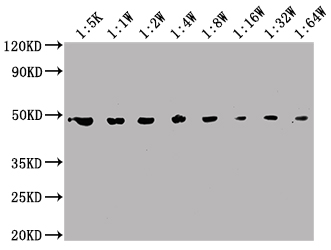 ENO1 Monoclonal Antibody