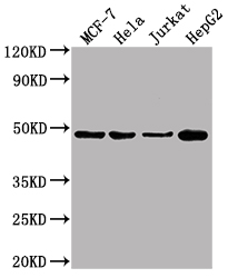 ENO1 Monoclonal Antibody