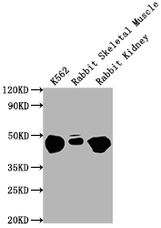 ENO1 Monoclonal Antibody