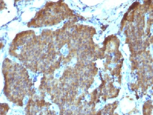 ENO2 Antibody