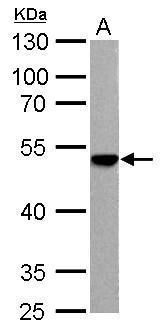 ENO3 antibody