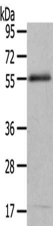 ENPP7 Antibody