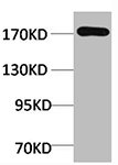 EPG5 Antibody