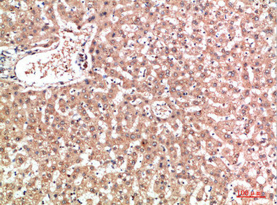 EPG5 Antibody