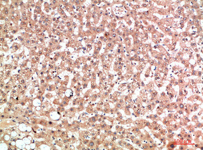 EPG5 Antibody