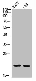 EPGN Antibody