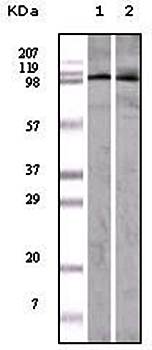 EphA1 Antibody