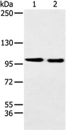 EPHB3 Antibody