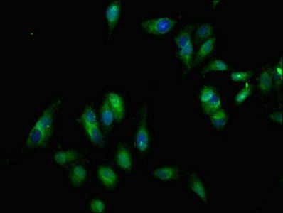 EPHB3 Antibody