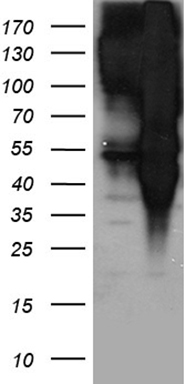 EPS15 Antibody