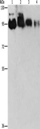 EPS15L1 Antibody