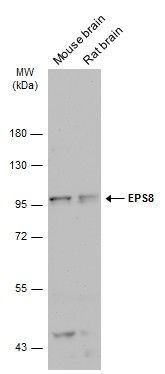 EPS8 Rabbit Polyclonal Antibody