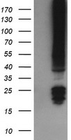EPN2 Antibody