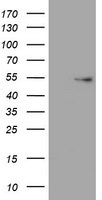 ER81 Antibody