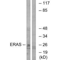 ERAS Antibody