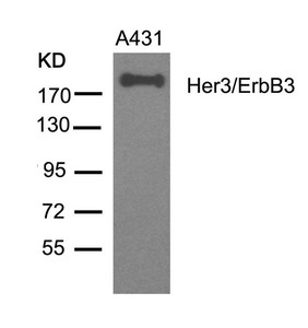 ERBB3 Antibody