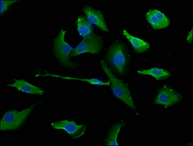 ERC1 Antibody