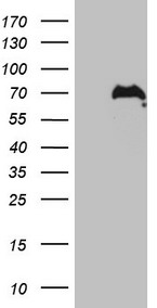 ERCC1 Antibody