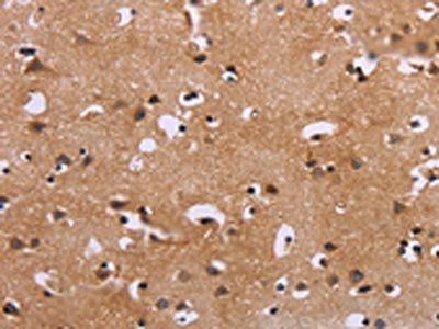 MAPK1/MAPK3 Antibody