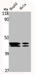 MAPK3/MAPK1 Antibody