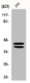 MAPK3/MAPK1 Antibody