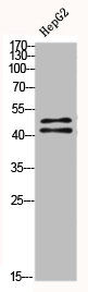 MAPK3/MAPK1 Antibody