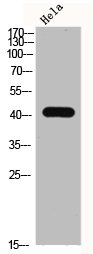 MAPK3/MAPK1 Antibody