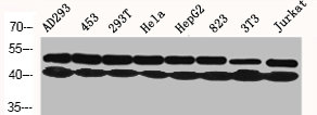 MAPK3/MAPK1 Antibody