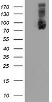 MAPK1 Antibody