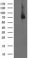 MAPK7 Antibody