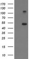 MAPK7 Antibody
