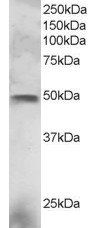 Goat anti-ELF3 / ERT/ ESX Antibody