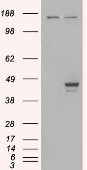 Goat anti-ELF3 / ERT/ ESX Antibody