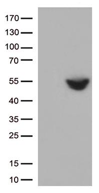 ESE1 Antibody