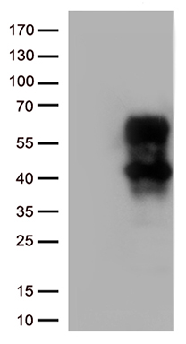 ESE1 Antibody