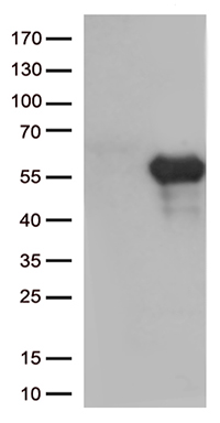 ESE1 Antibody