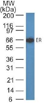 ESR1 Antibody