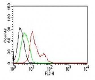 ESR1 Antibody