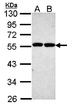 ETEA Rabbit Polyclonal Antibody