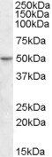 ETF-4/TEAD2 Antibody