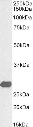 ETFB (aa 231-243), Biotinylated Antibody