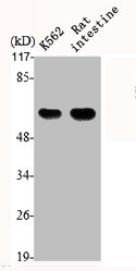 ETV1 Antibody