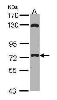 SAH3 Rabbit Polyclonal Antibody