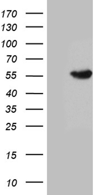 EXOSC1 Antibody
