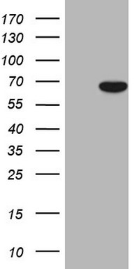 EXOSC1 Antibody