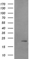 EXOSC3 Antibody