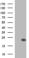 EXOSC3 Antibody